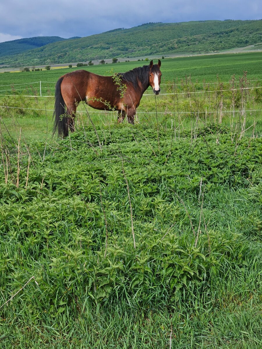 Ustajnenie