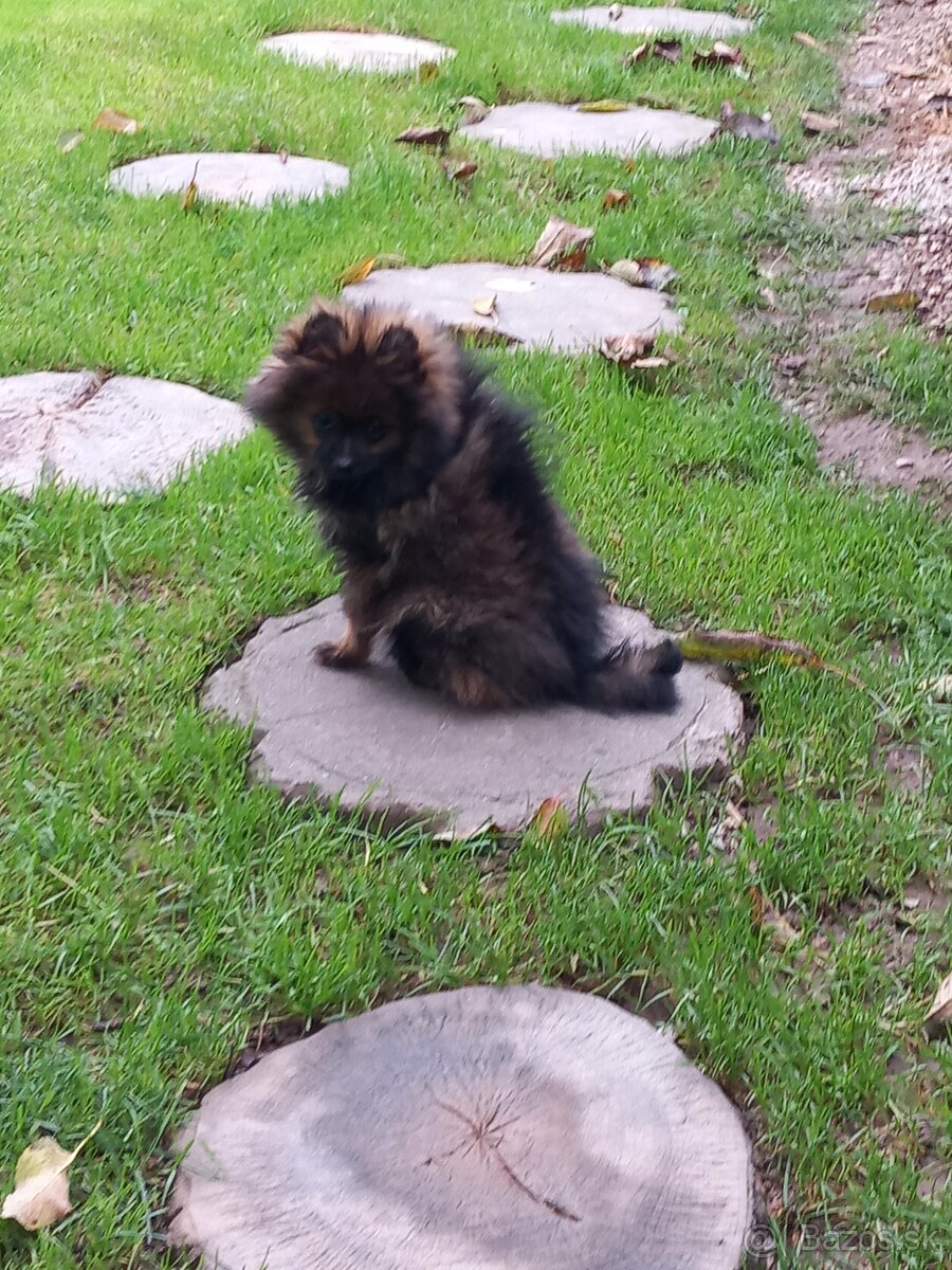 malý nemecký špic