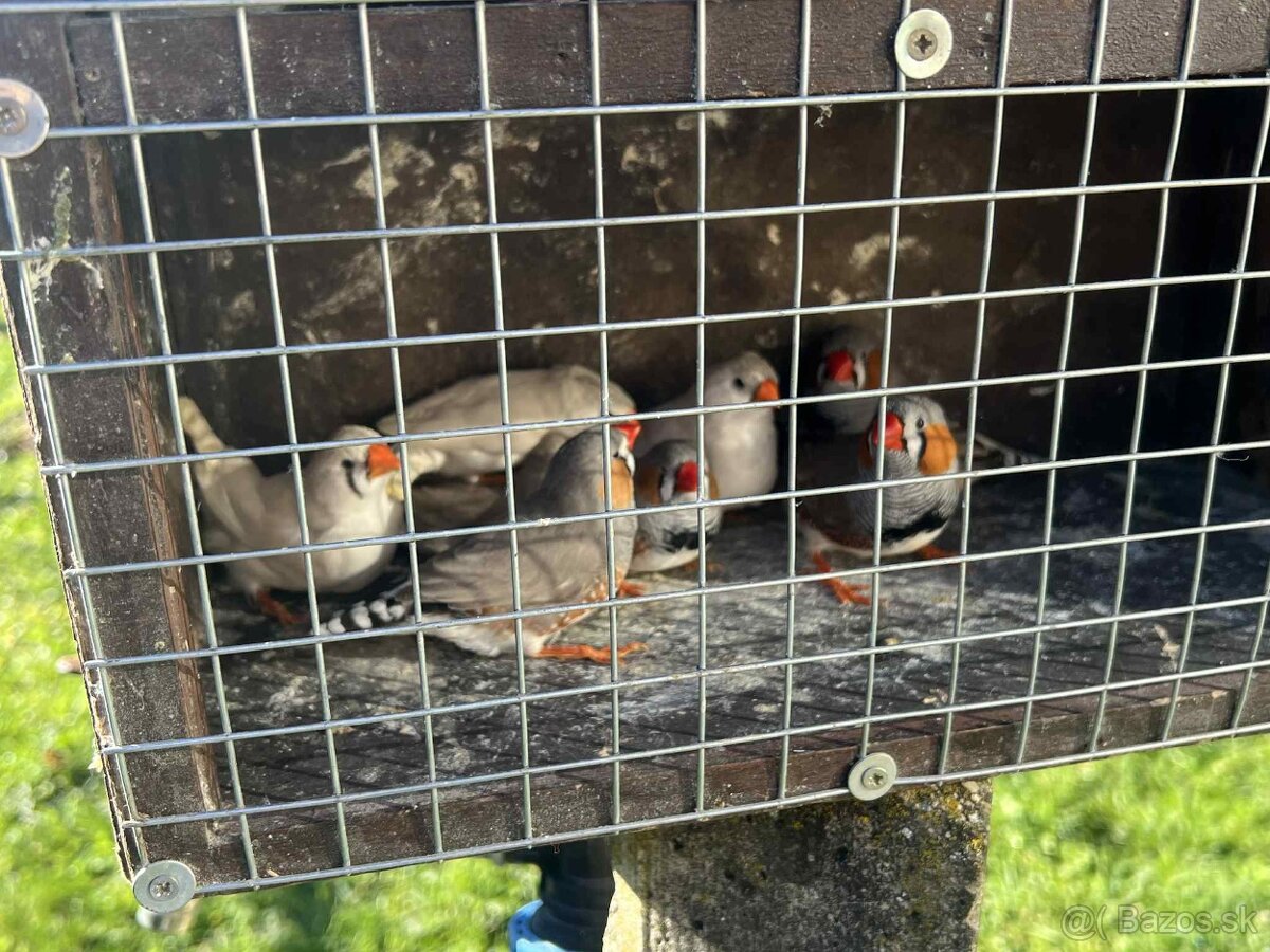 Andulky,zebricky,holubky diamantove