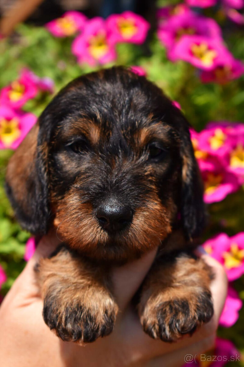 Jazvečík hrubosrstý trpasličí - králičí s PP