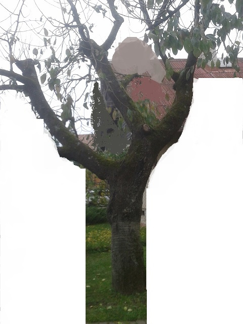 PREDAM KMEN CERESNE, DVERO NA KURENIE