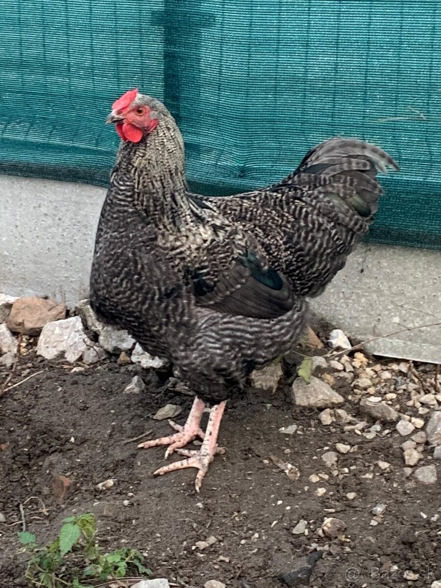 Predám mladého kohúta
