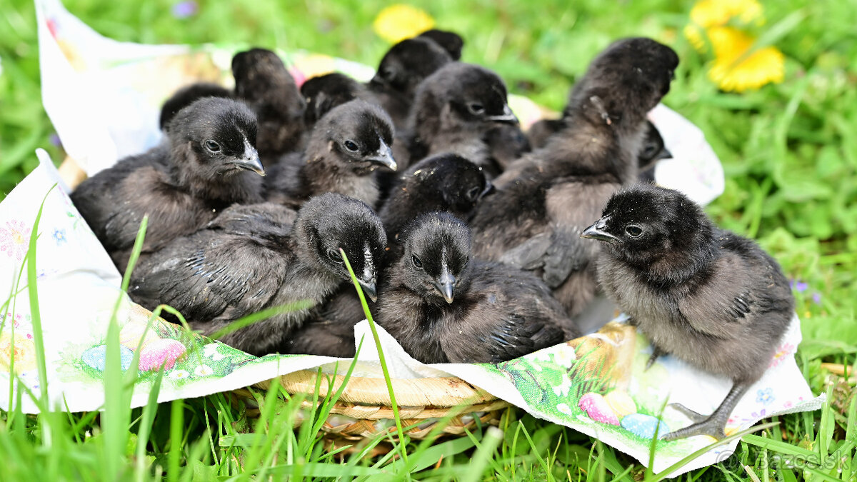 Ayam Cemani kuriatka
