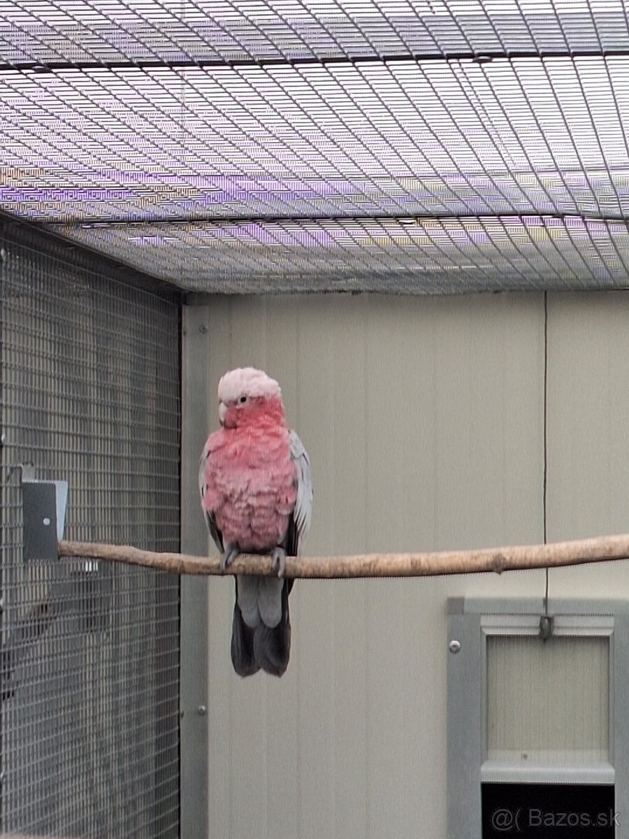 Predaj kakadu ružový