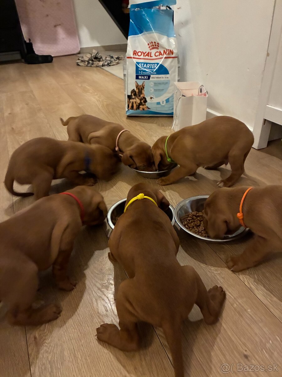 ŠTENIATKA MAĎARSKEJ VIZLY NA PREDAJ – narodené 22.10.