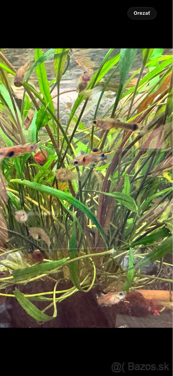 Predám mix Endlerky .