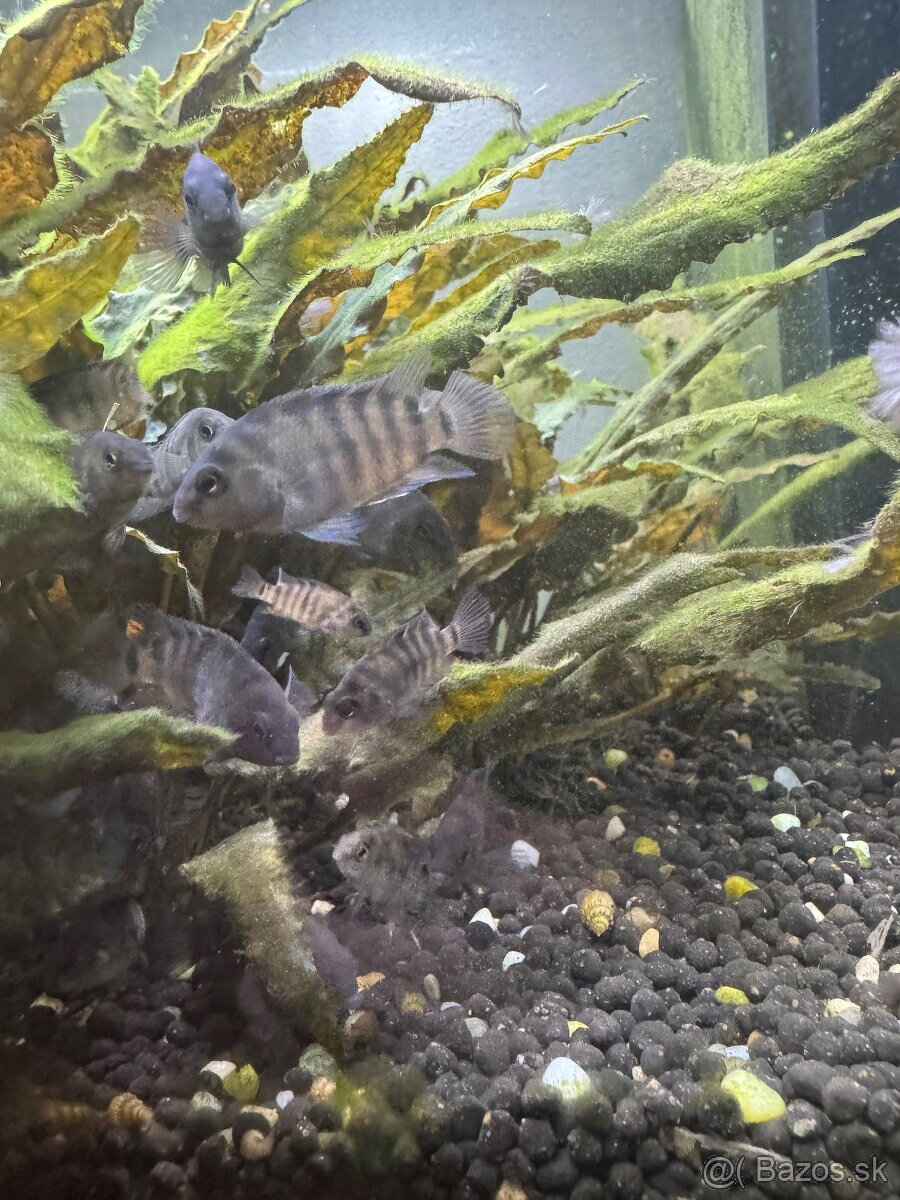 Amatitlania nigrofasciata