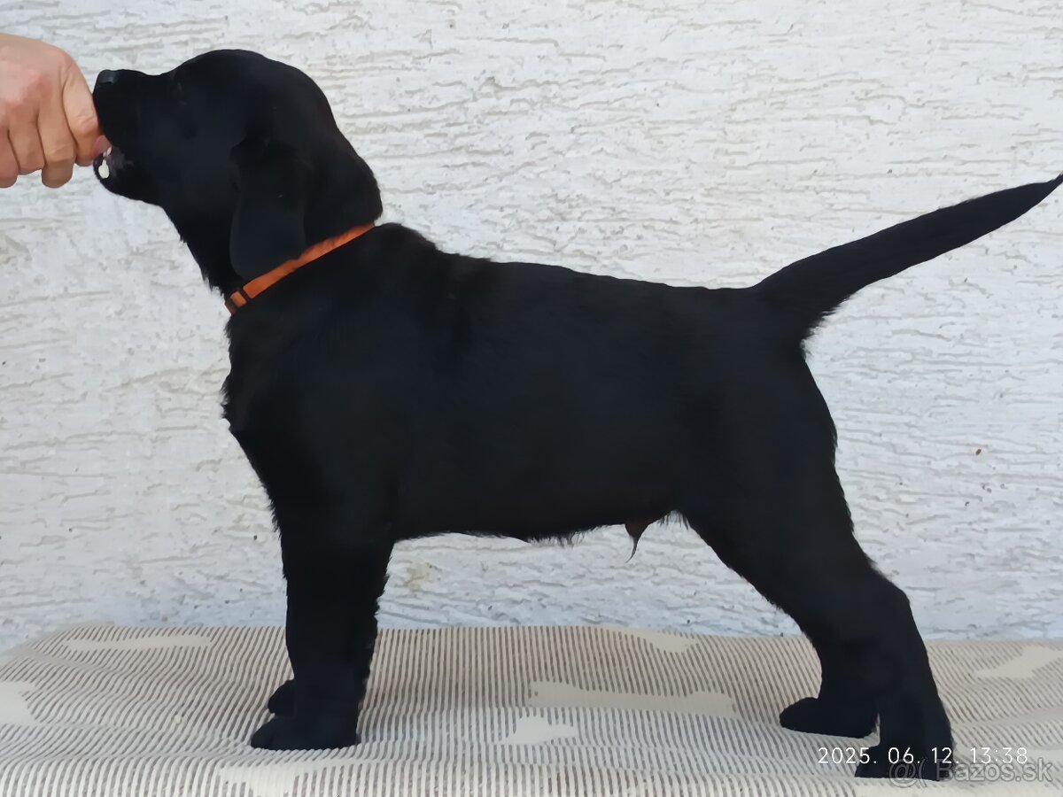 Labrador Retriever s PP