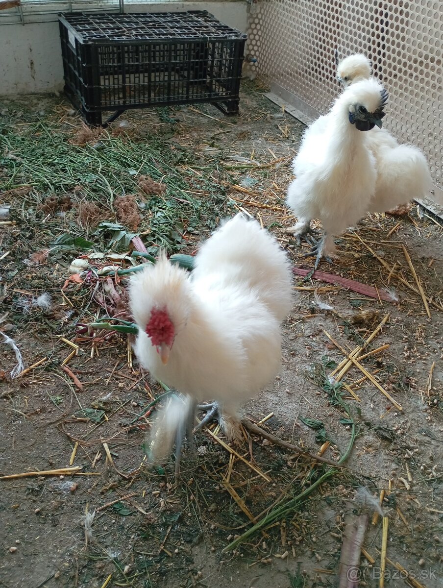 Predám alebo vymením kohúta Hodvabnički