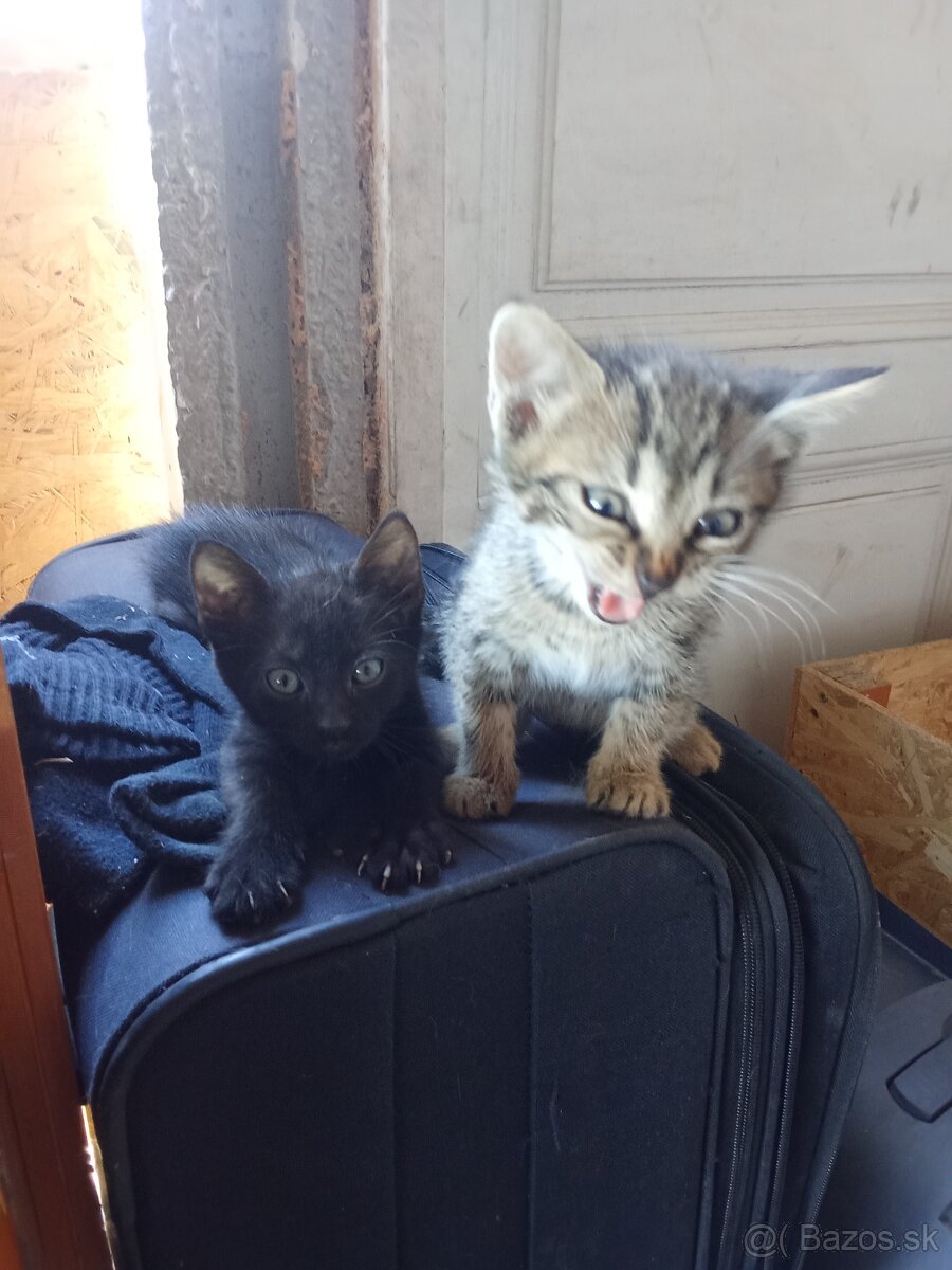 Darujem mačku ma 2 roky a má 2 kocurou
