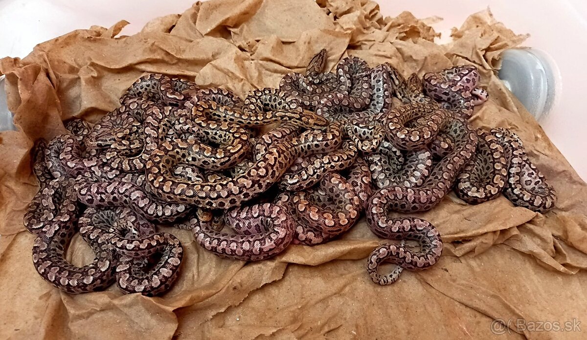 Epicrates cenchria alvarezi Argentine Rainbow Boa NZ 5/2025