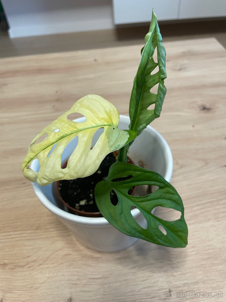 Monstera adansonii ‘Variegata’