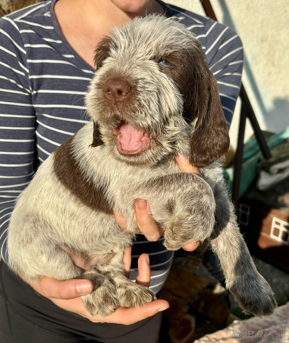 Taliansky spinone