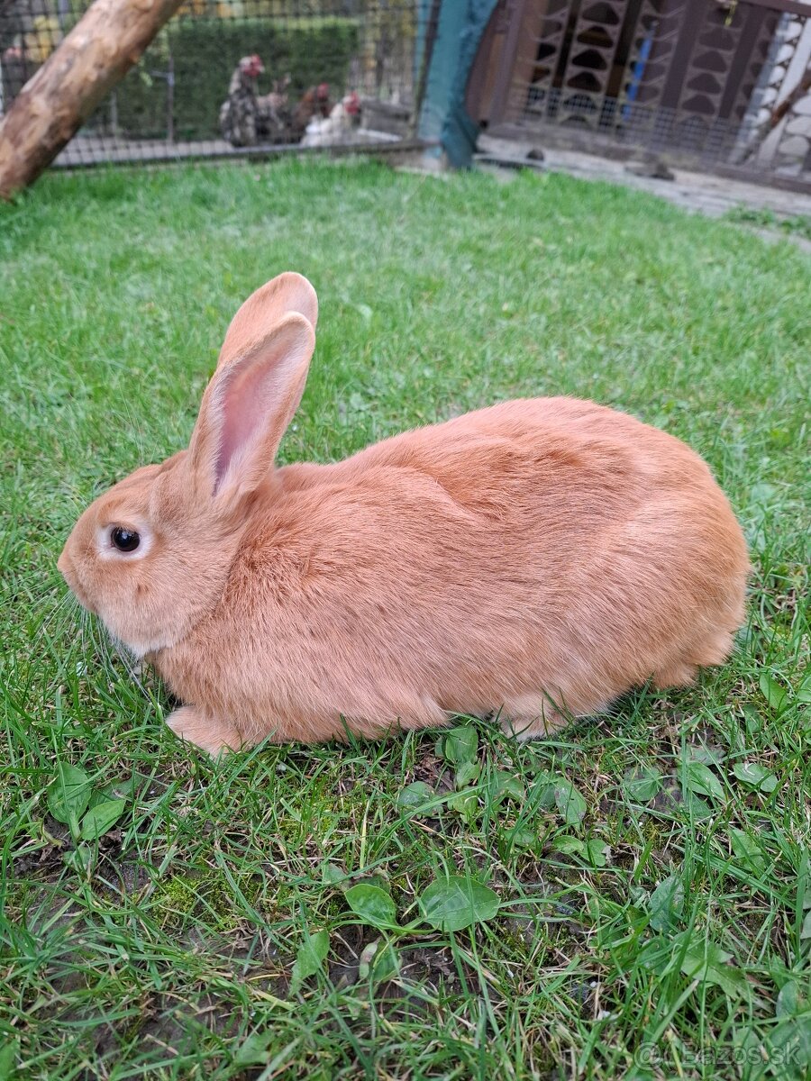 Králiky