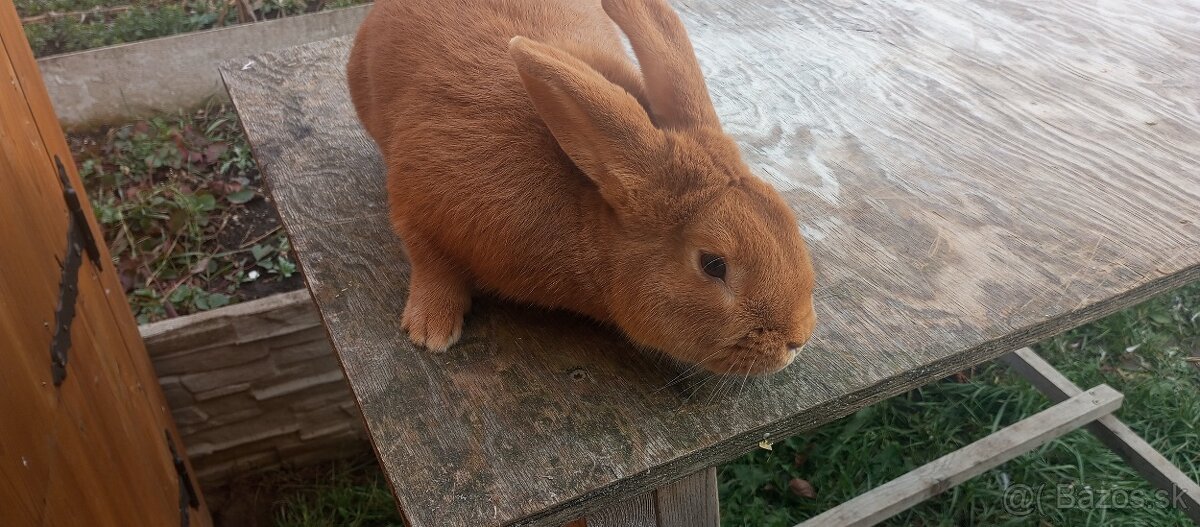 Predám burgundskeho samca