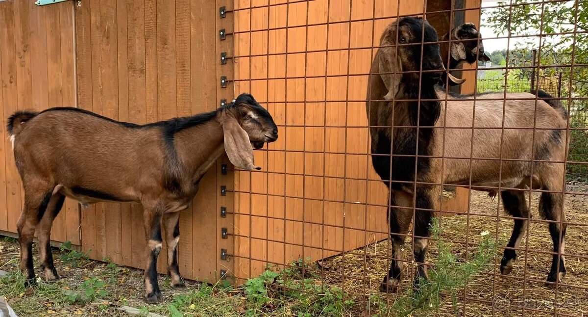 Predám plemenného 100% AN CAPA ZAHRA’S