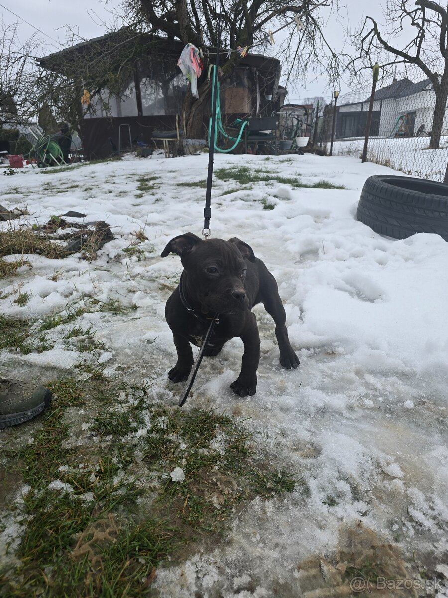 American Bully štarnadt