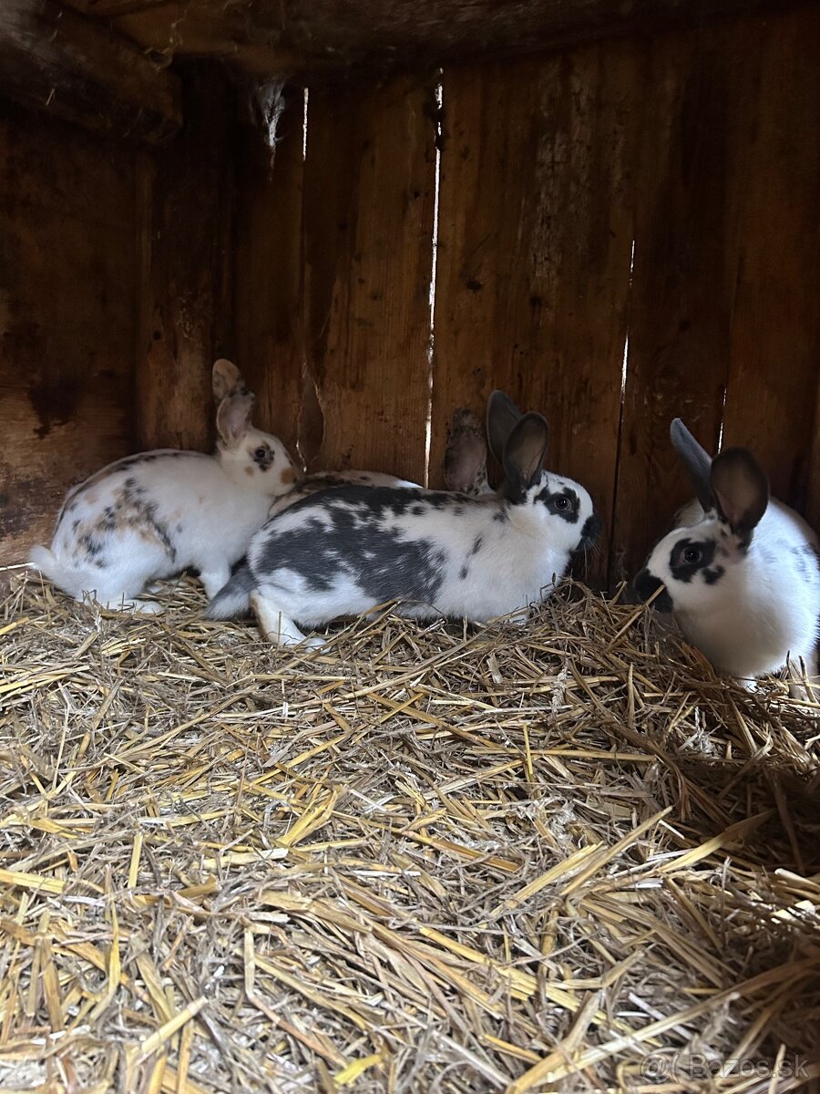 Predám králiky