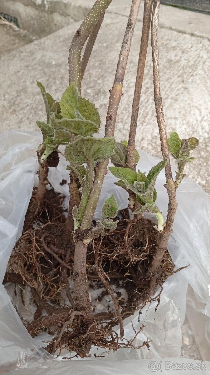 Paulownia Tomentosa volnokorenná minuloročná