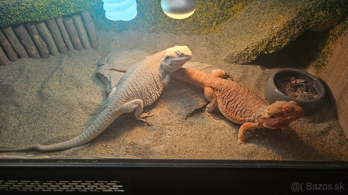 Agama bradata plus terarium