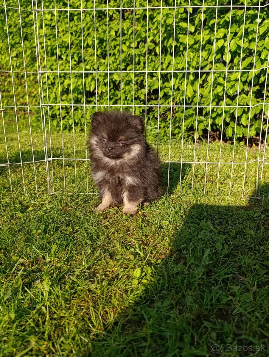 Pomeranian pomerian