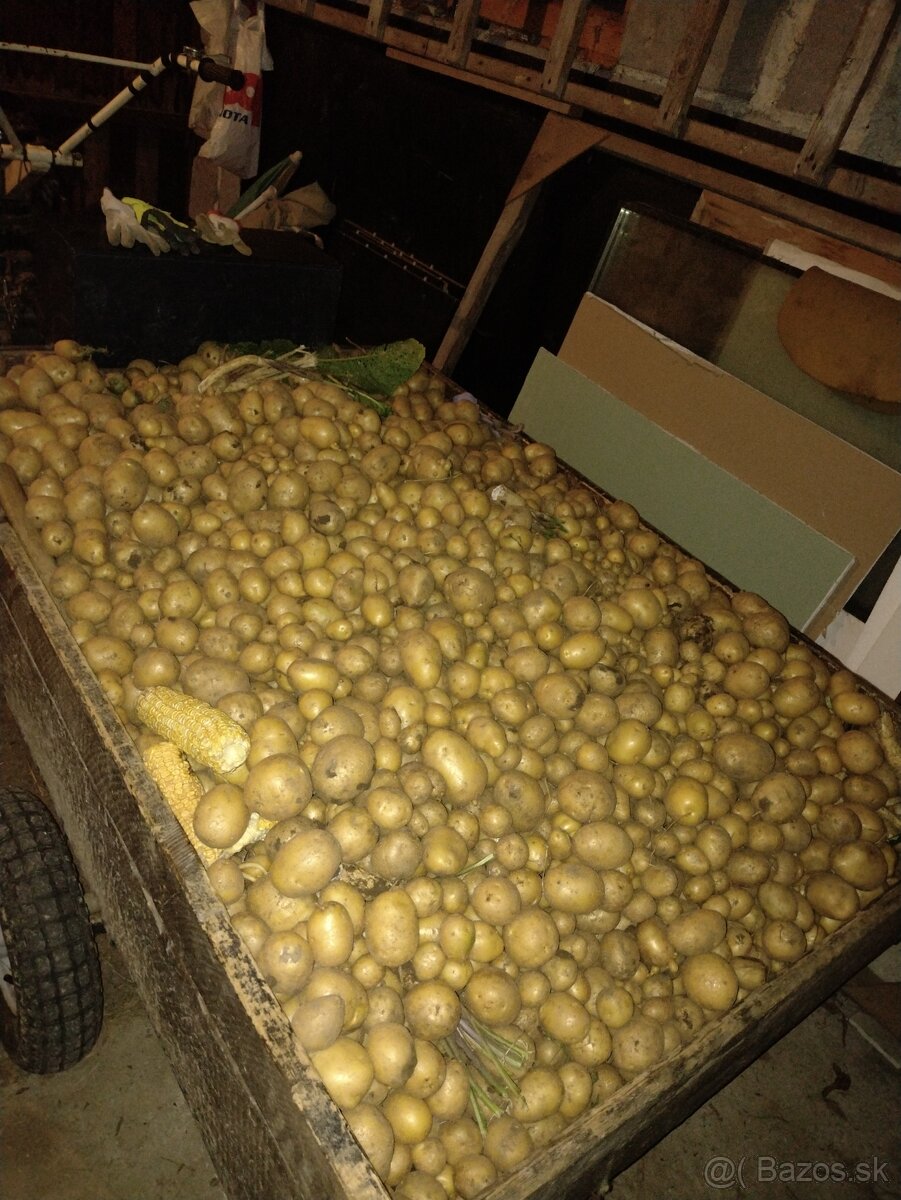 sadbove zemiaky , zemiaky na sedenie