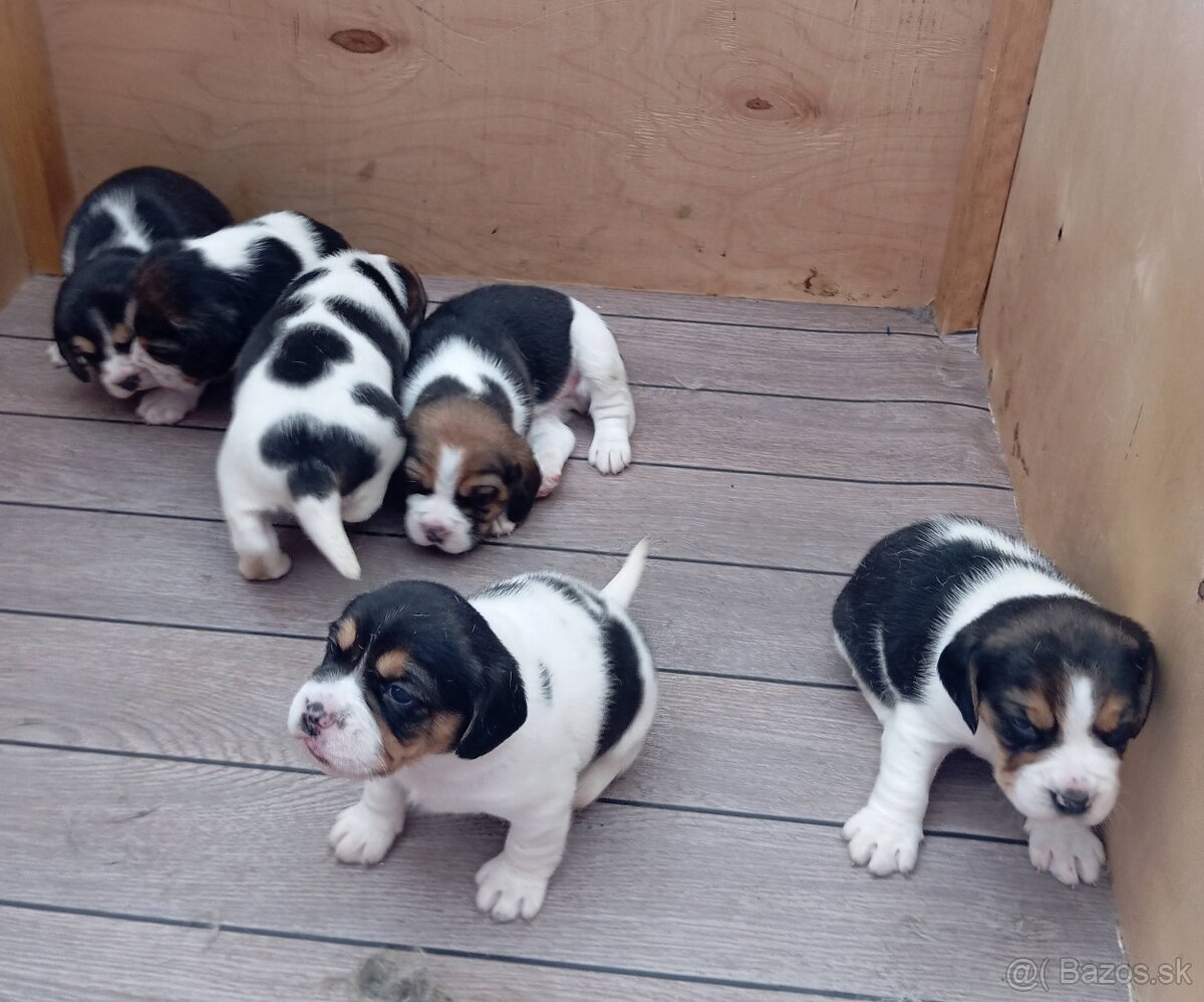 Predaj Beagle Tricolor