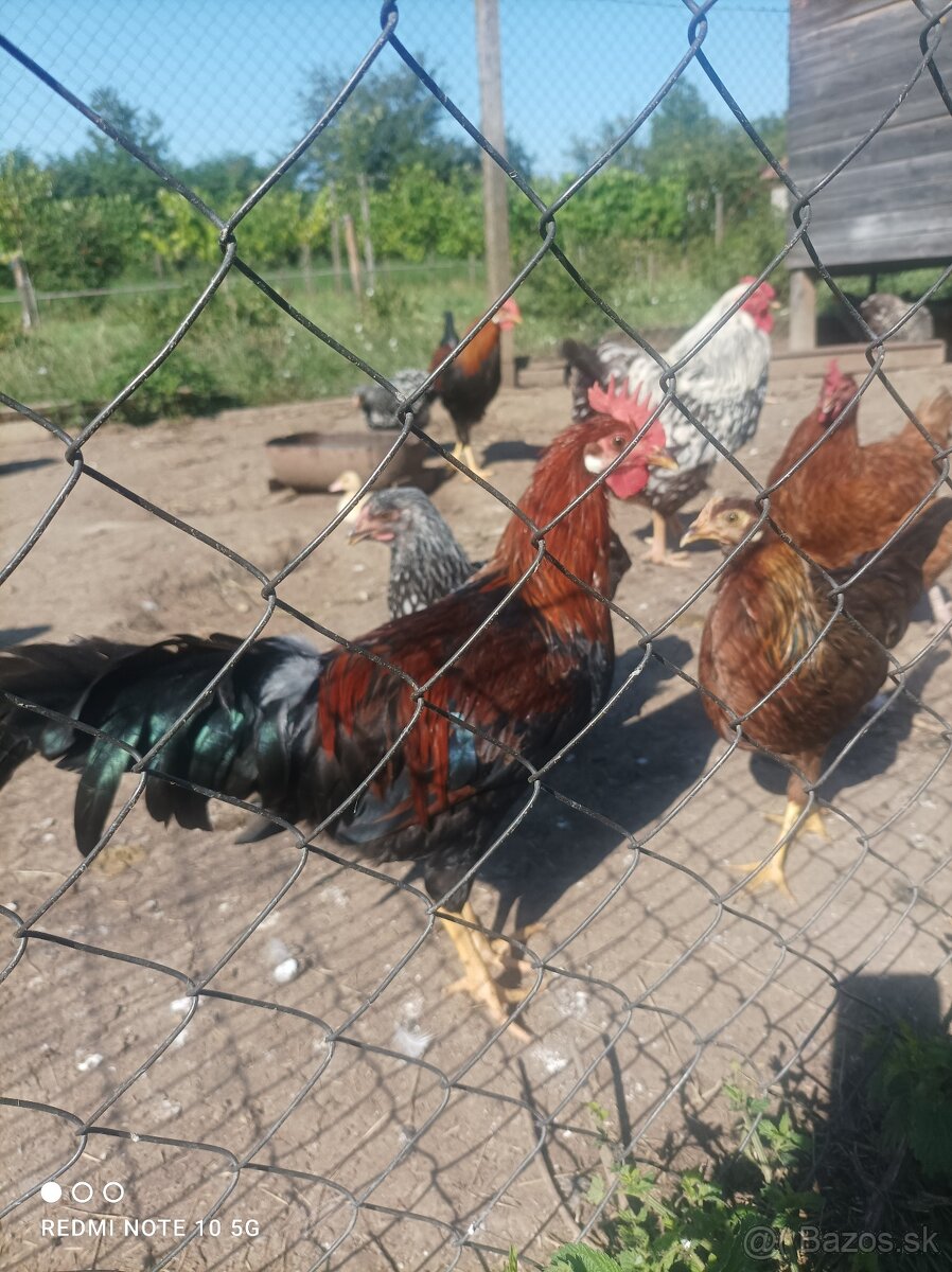 Kohúty