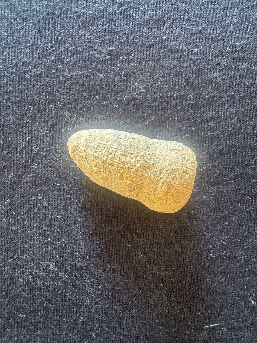 Skamenelina stonky praslicky