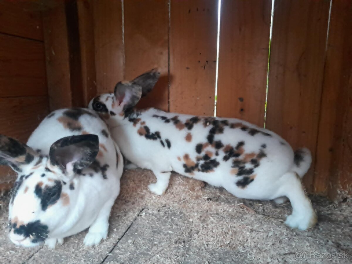 dalmatínsky rex  trojfarebný