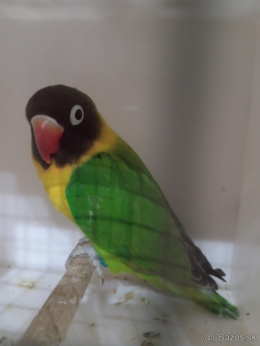 2025-Agapornis škraboškový Samček aj Samička.