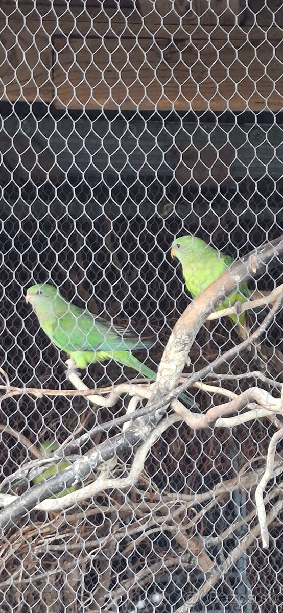 Papagaj nádherný ,Baraband