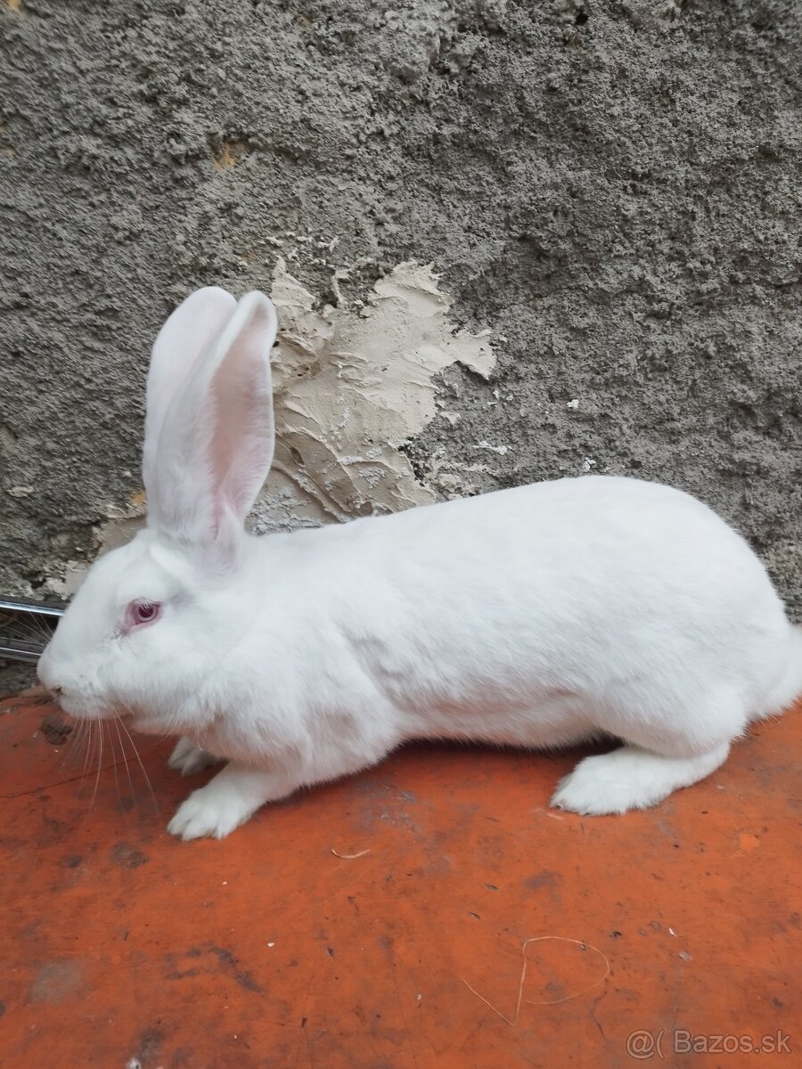 Predám samicu matka  hila a otec  belgický obor albín