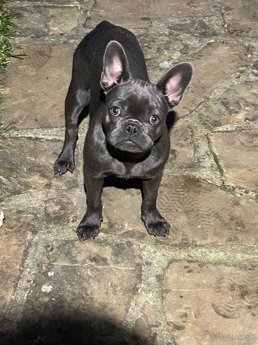 Francúzsky Buldoček