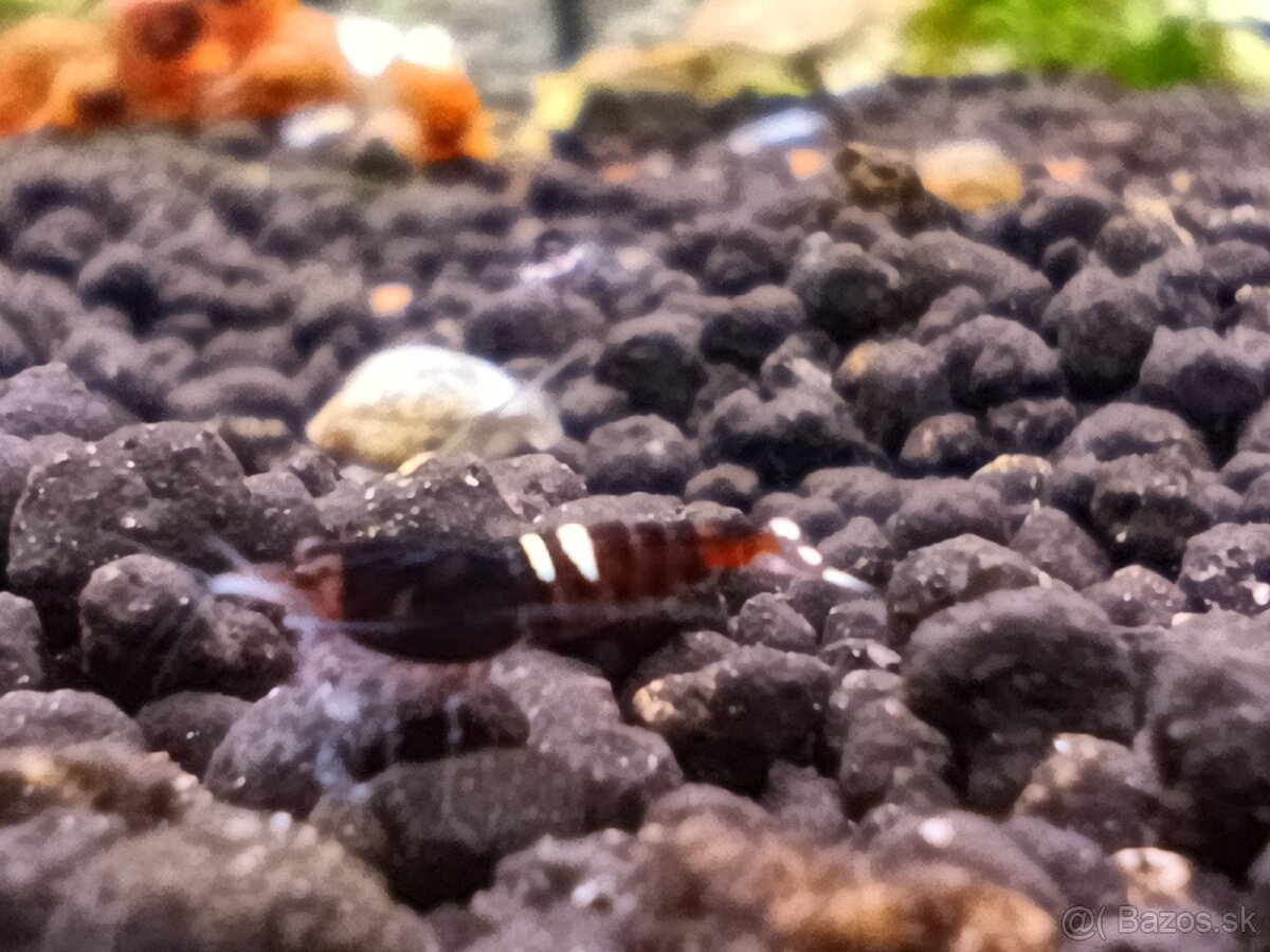 Dark red Ruby extrém mix