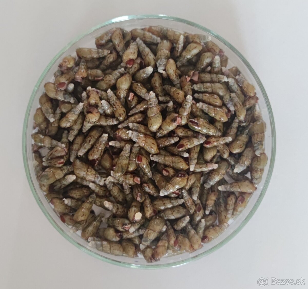 Melanoides tuberculatus-Vežovka malajská-Piškorka vežovitá