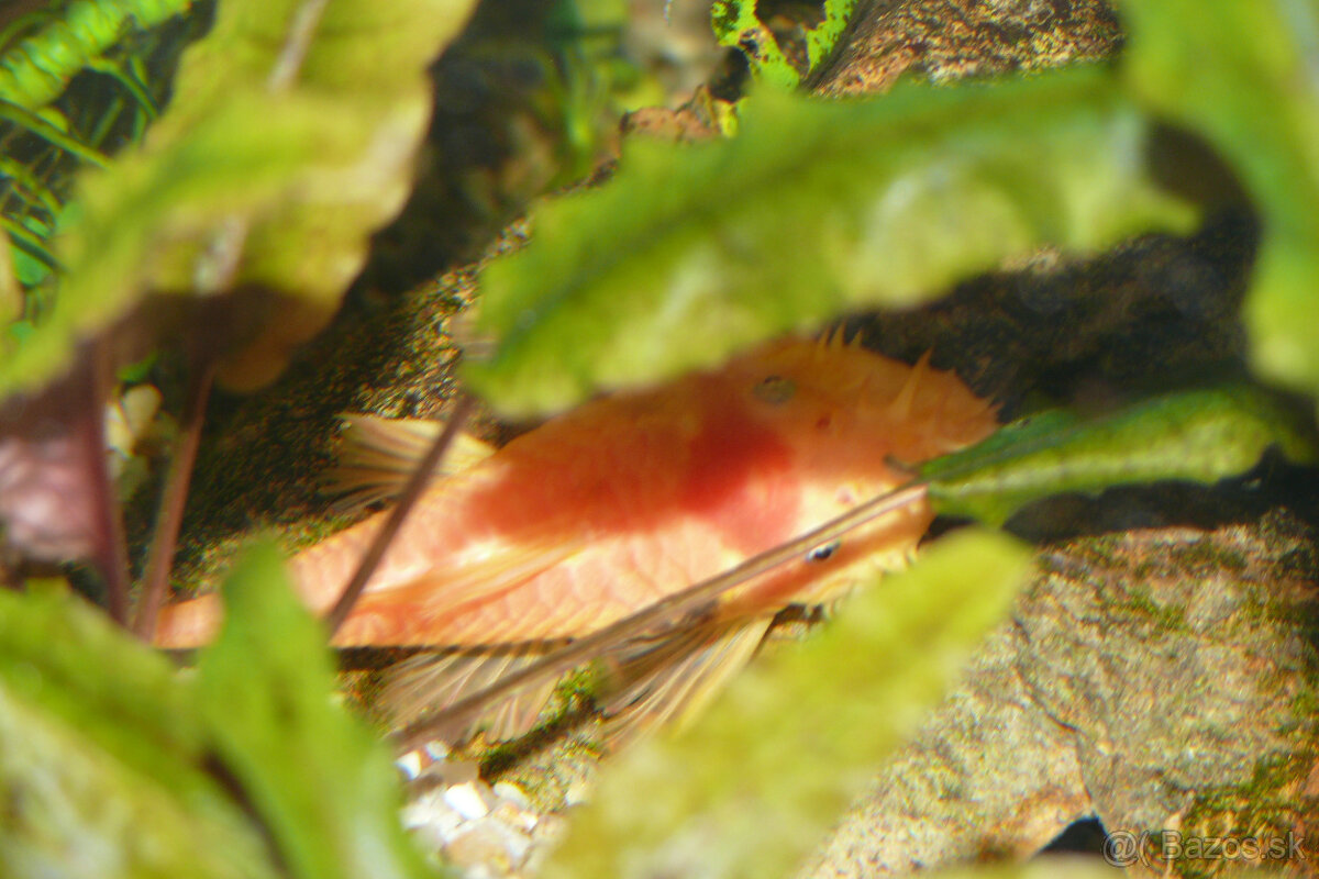 Prísavníky L 144 a rastlinky