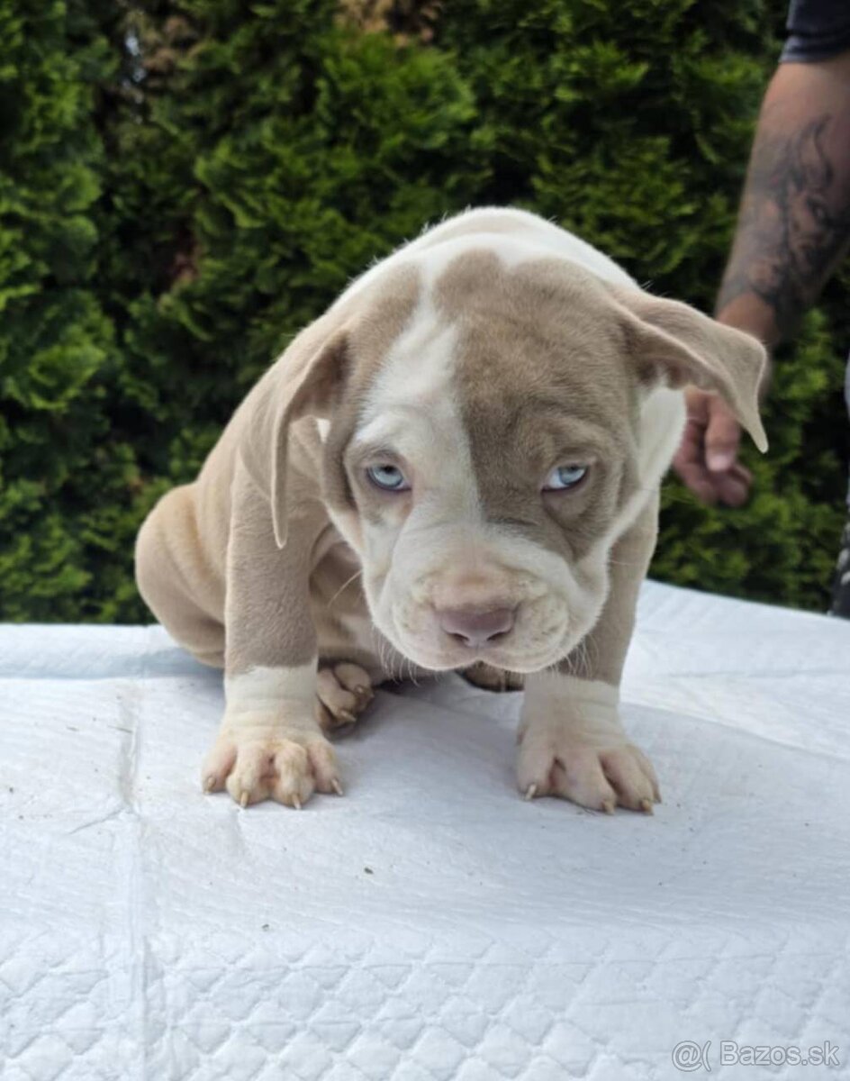 American Bully xl