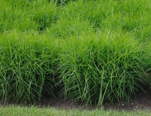 Ostrica palmová
