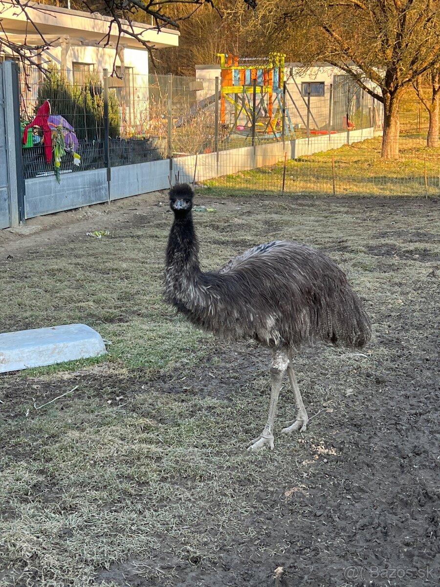 Predám pštros emu