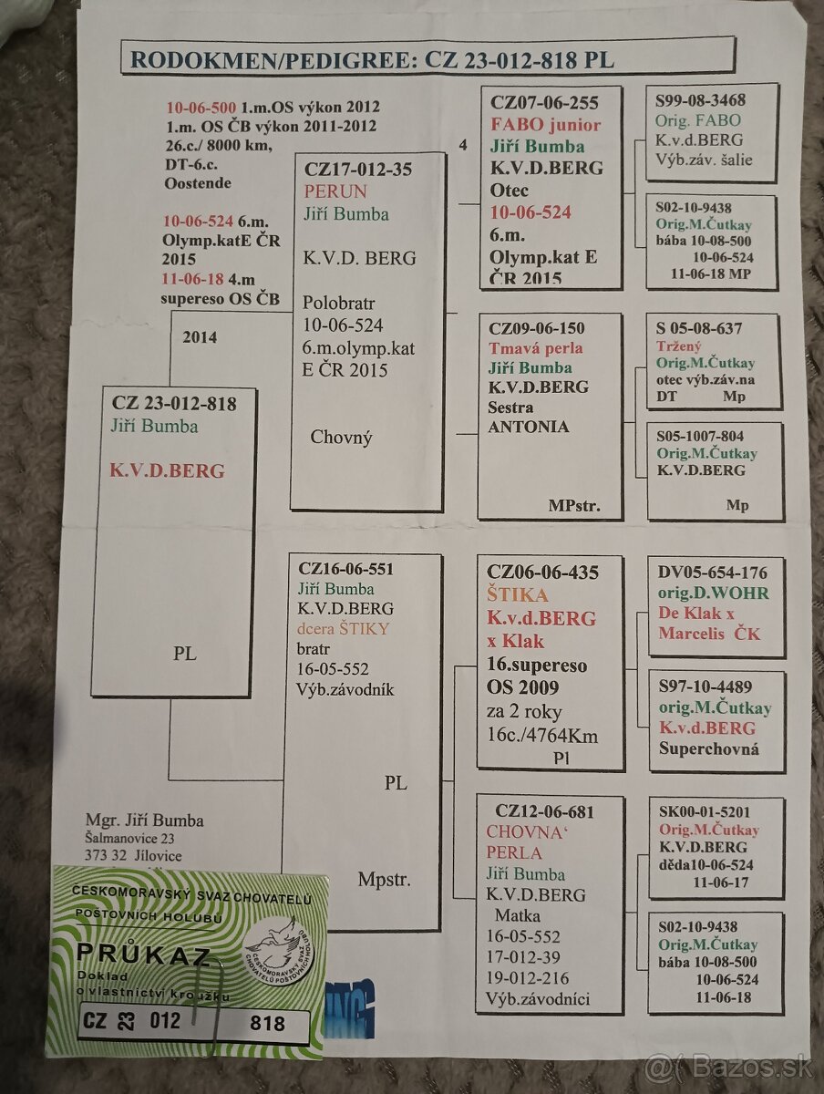 Poštové holuby