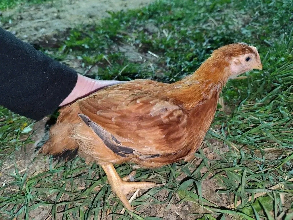 Kalimero natural hnedý vhodné už na vonkajší výbeh