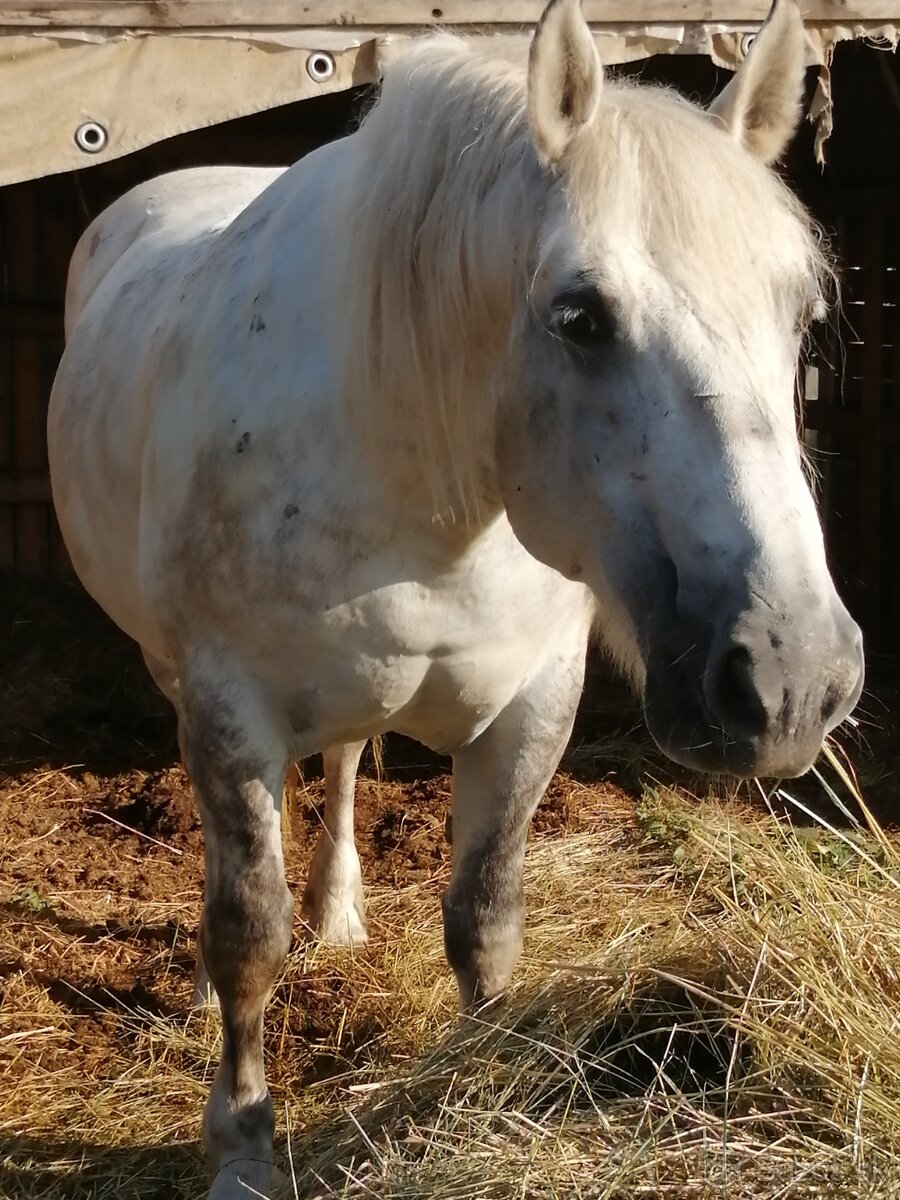 Percheron na predaj