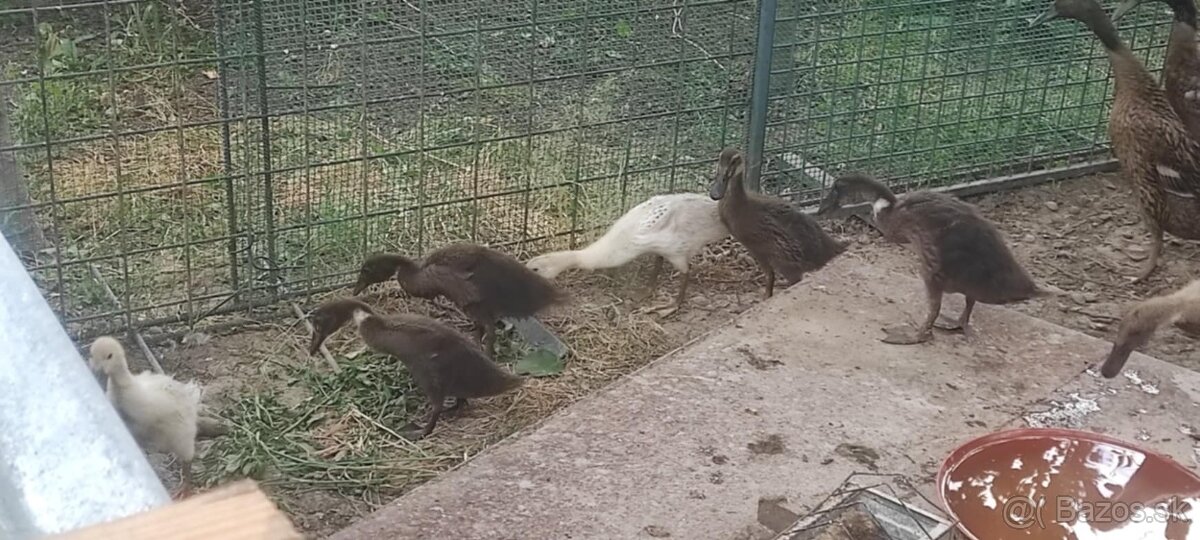 Indickí bežci