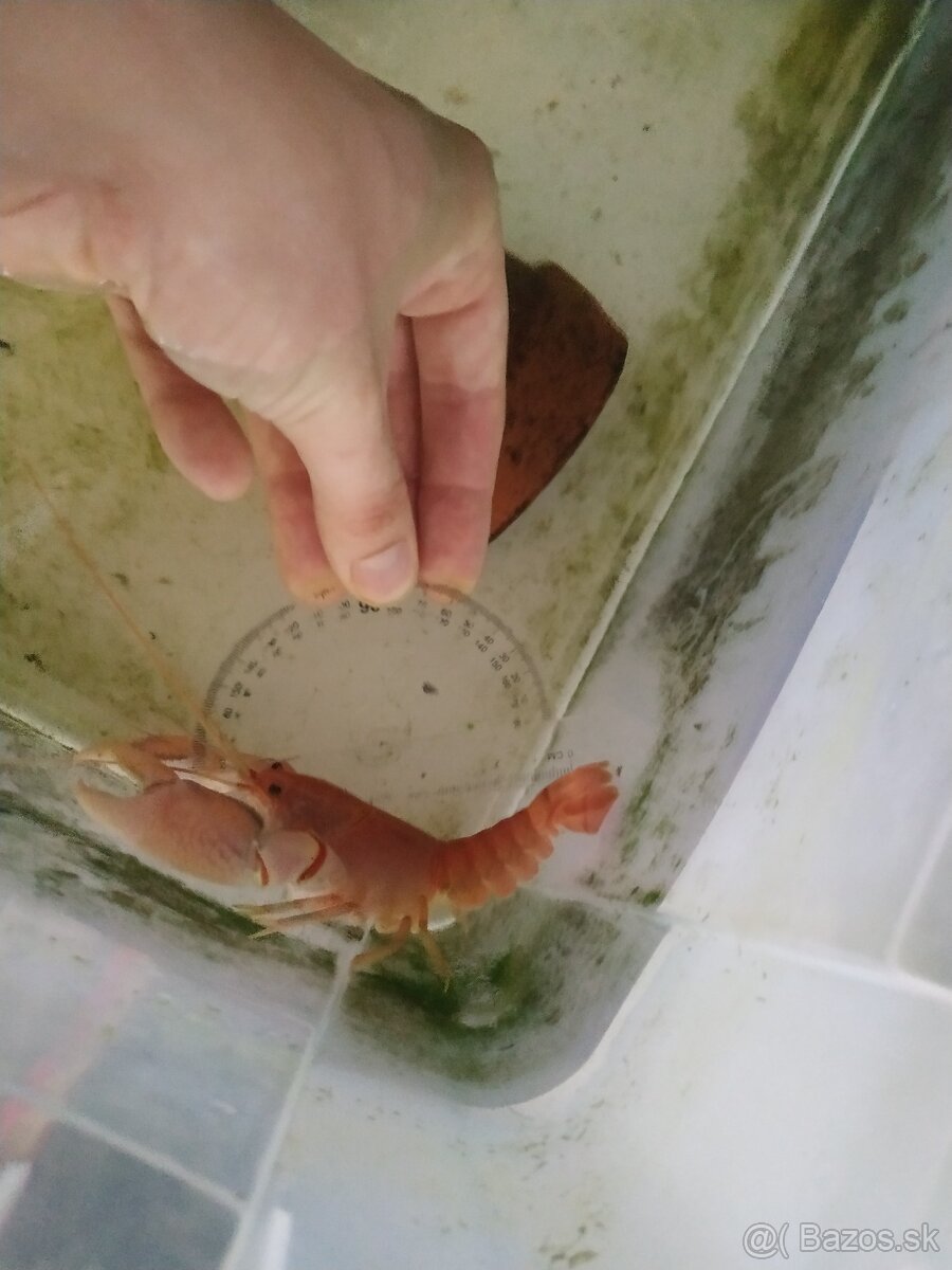 Predám raka (cherax destructor)