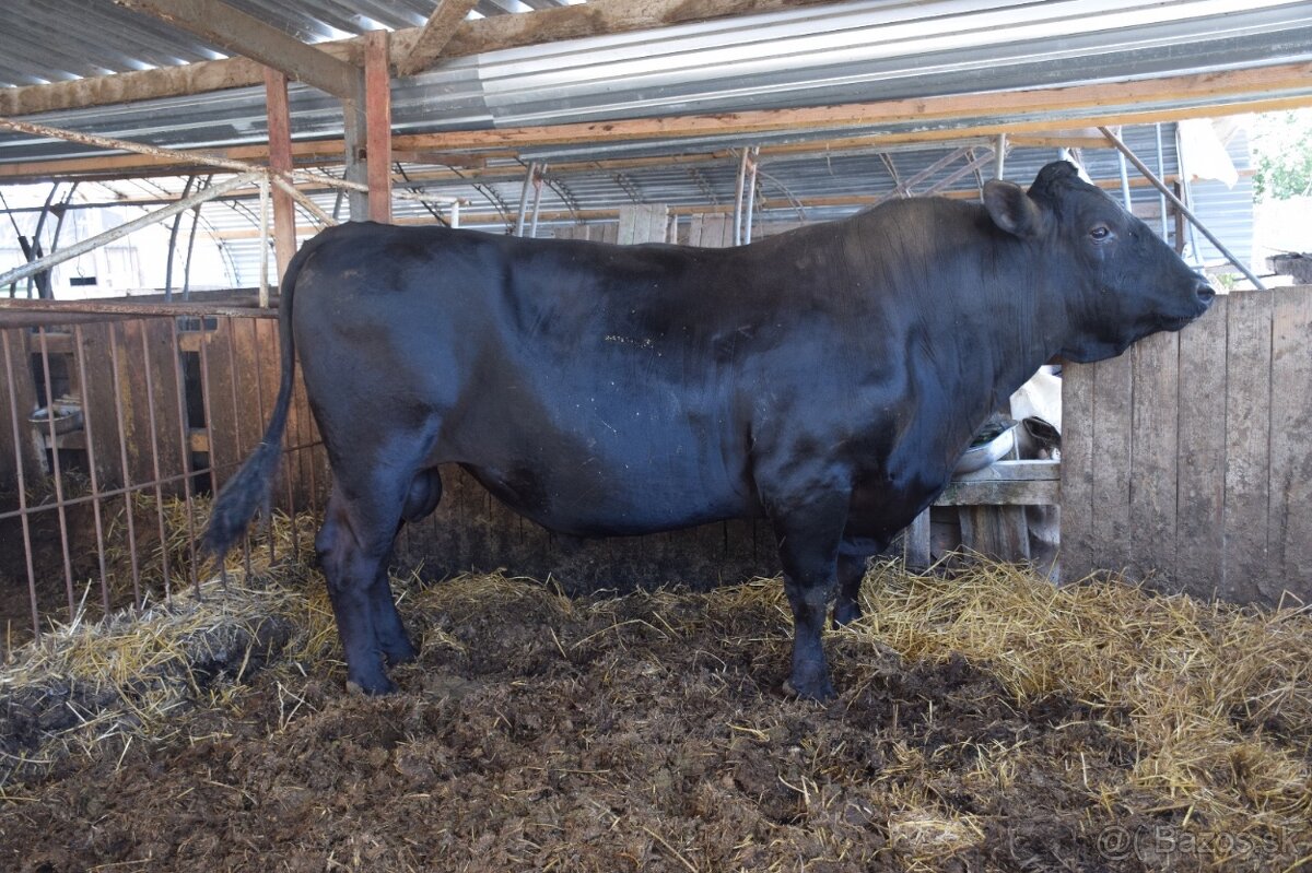 Plemenny byk wagyu