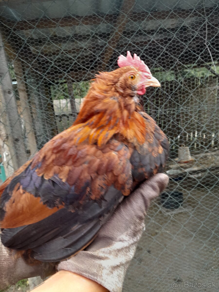 Kohúty