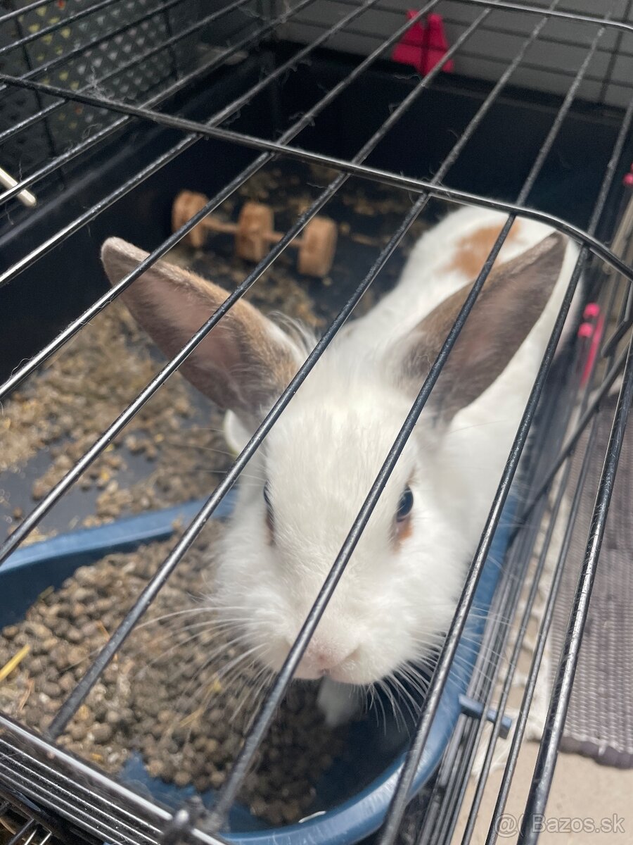 Trpaslíči zajačik