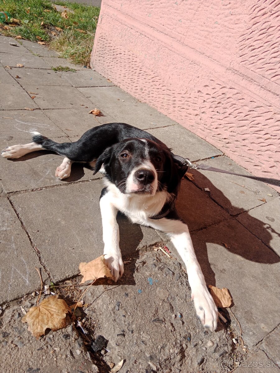 Border kolie křížený s Labradorem