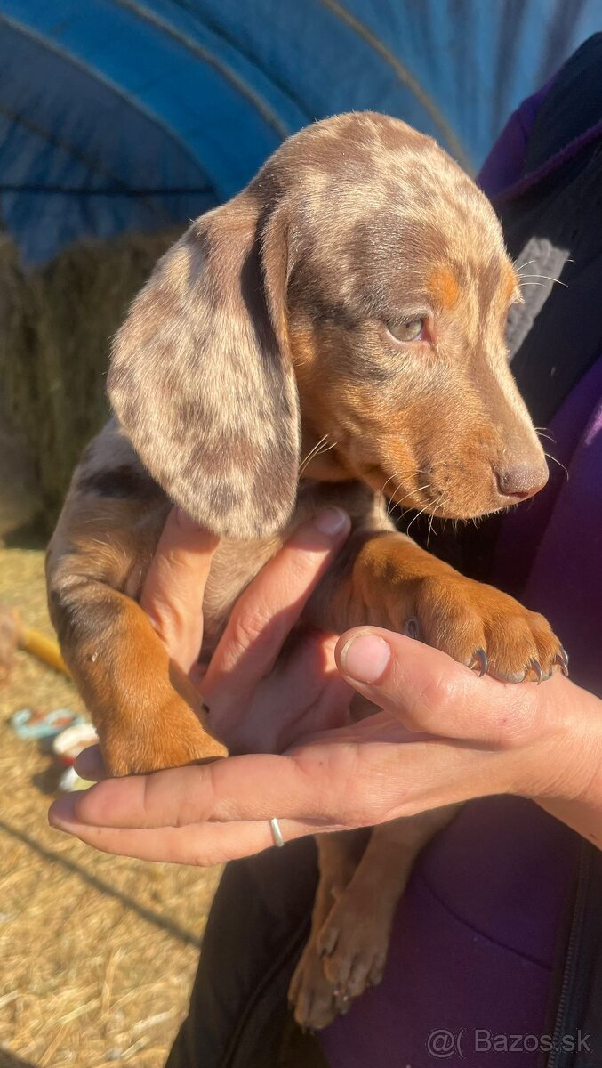 Jazvečík krátkosrstý